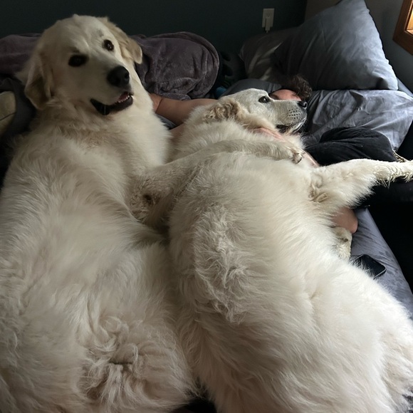 Welcome to our Posh!! - Picture 6 of 17